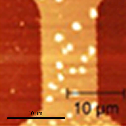 Visualization of Edge State in LPCMO Manganite Strip atomic force microscope attoAFM