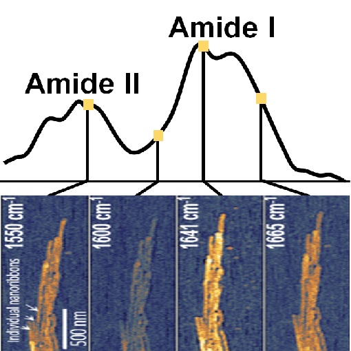 Mineralization of Protein Nanoribbons IR neaSCOPE